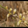 20090411_081_raw